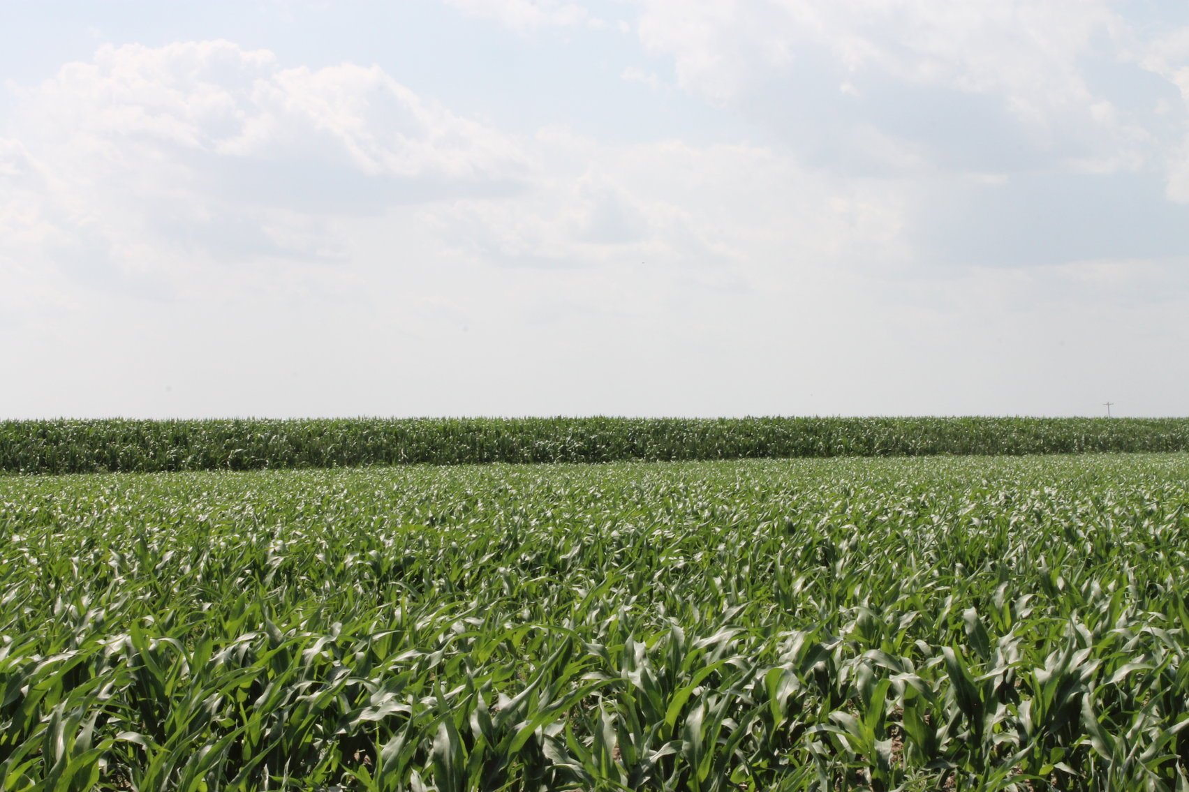 Image for SHERMAN COUNTY, KS - IRRIGATED/CROPLAND/GRASS {C4066}
