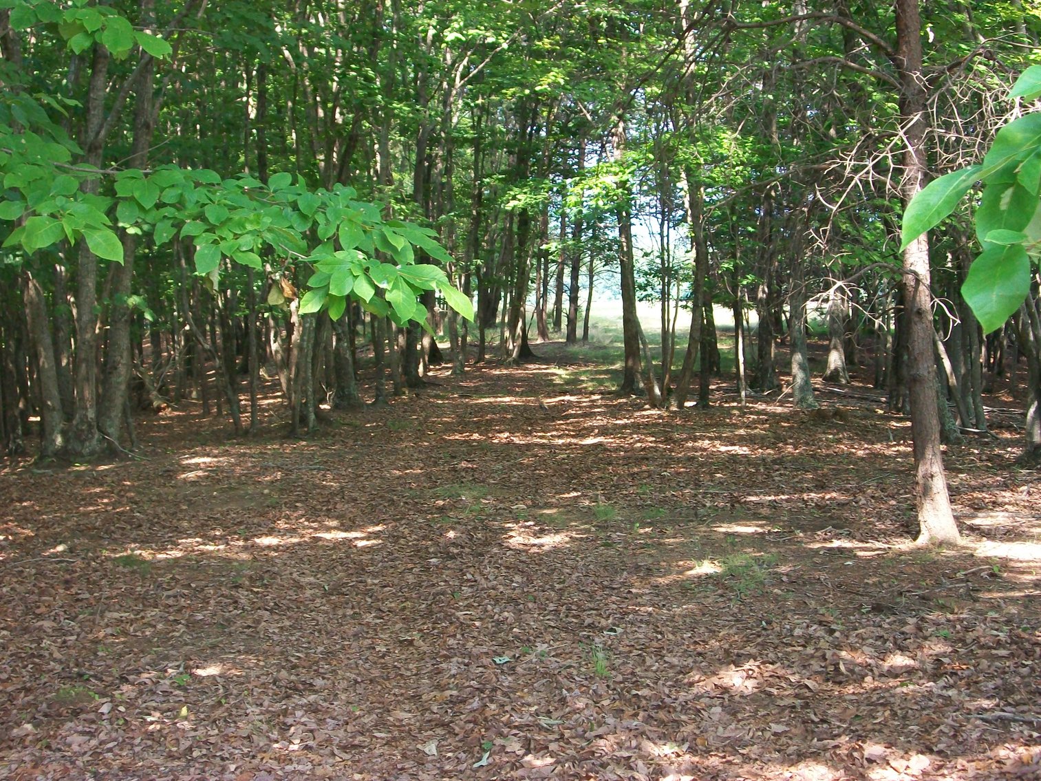 Image for ESTATE OF BOB HOLMBURG AUCTION - RUSTBURG VA