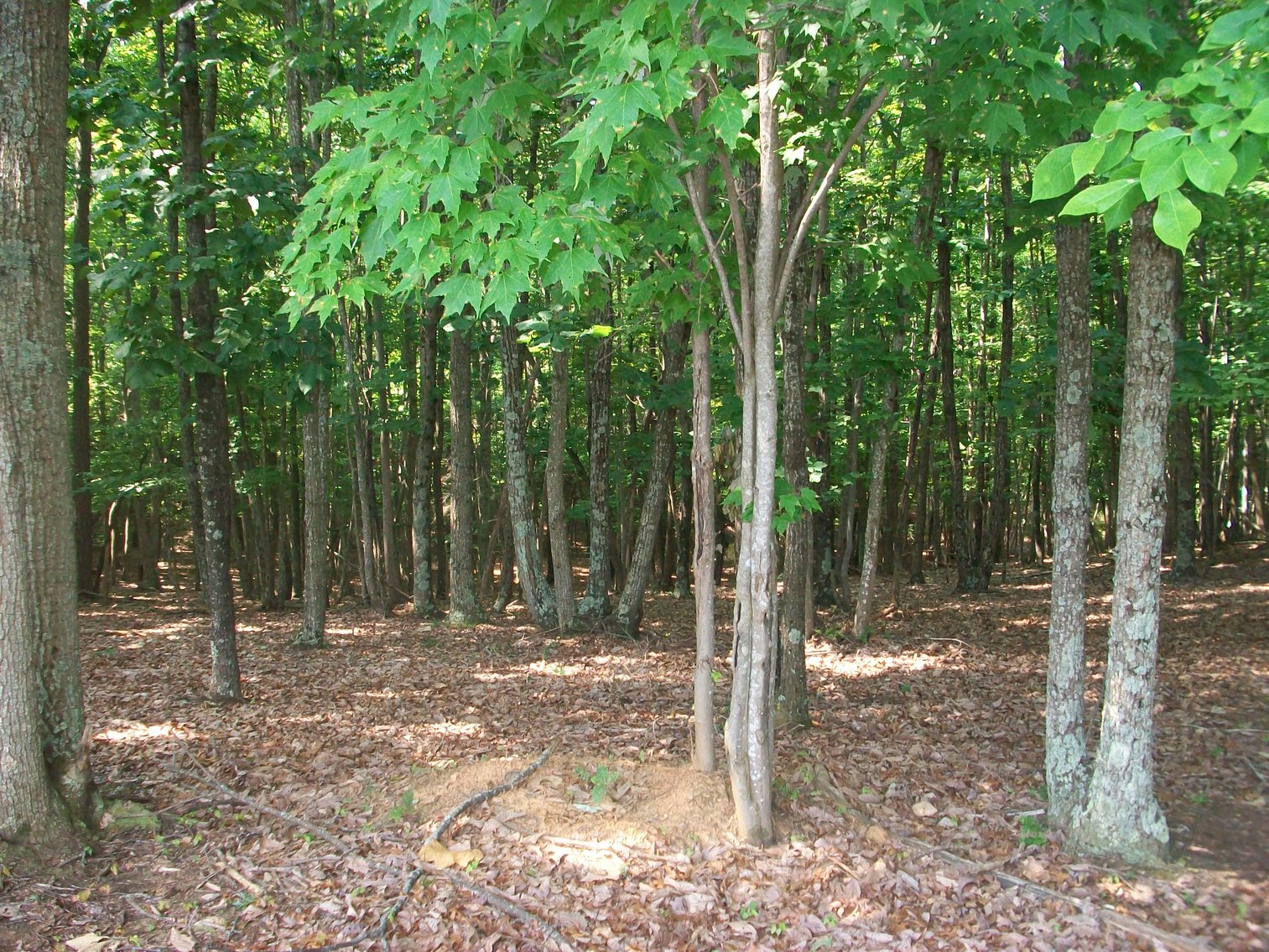 Image for ESTATE OF BOB HOLMBURG AUCTION - RUSTBURG VA