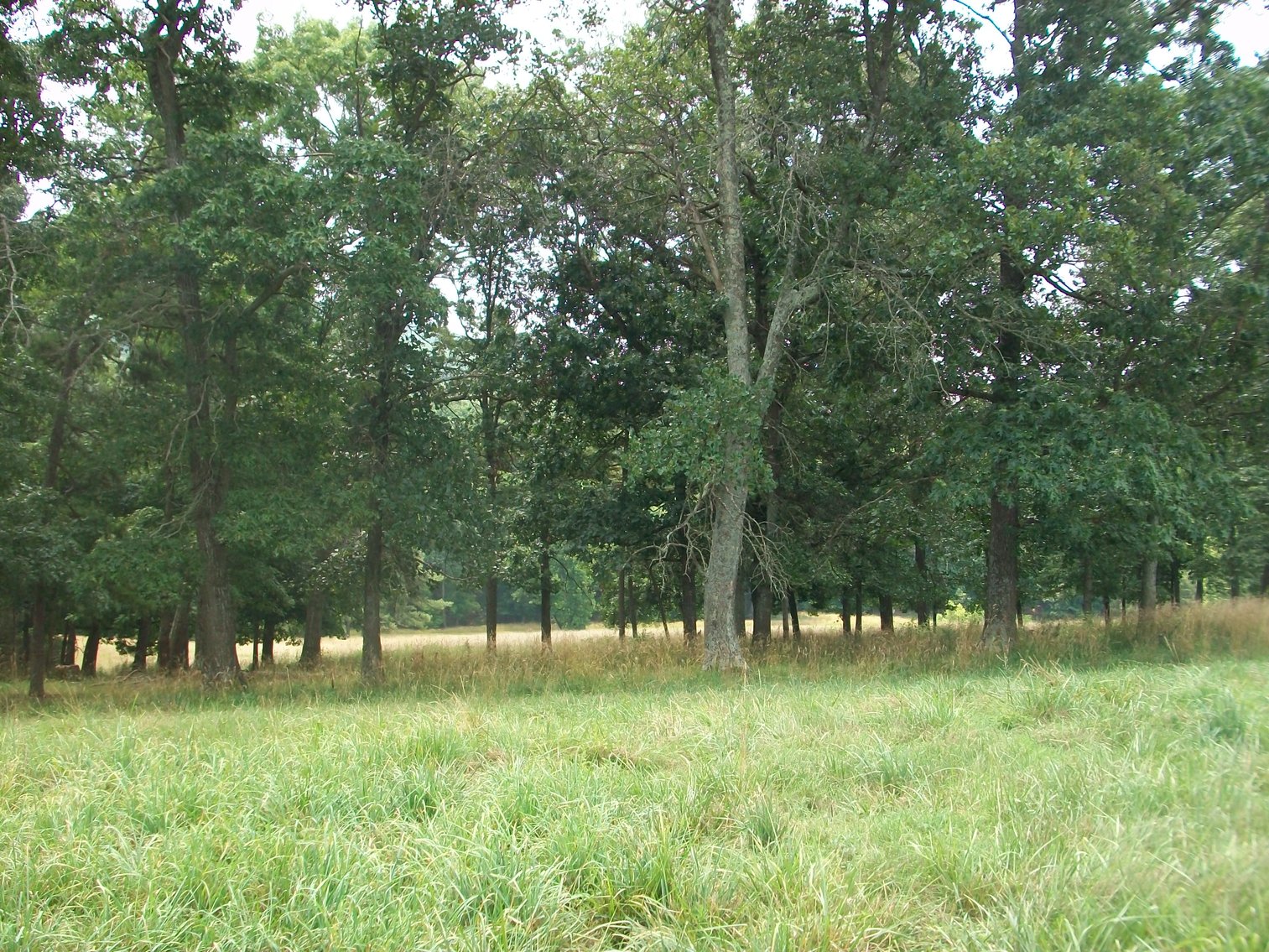 Image for ESTATE OF BOB HOLMBURG AUCTION - RUSTBURG VA