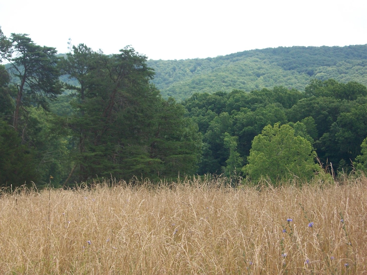 Image for ESTATE OF BOB HOLMBURG AUCTION - RUSTBURG VA