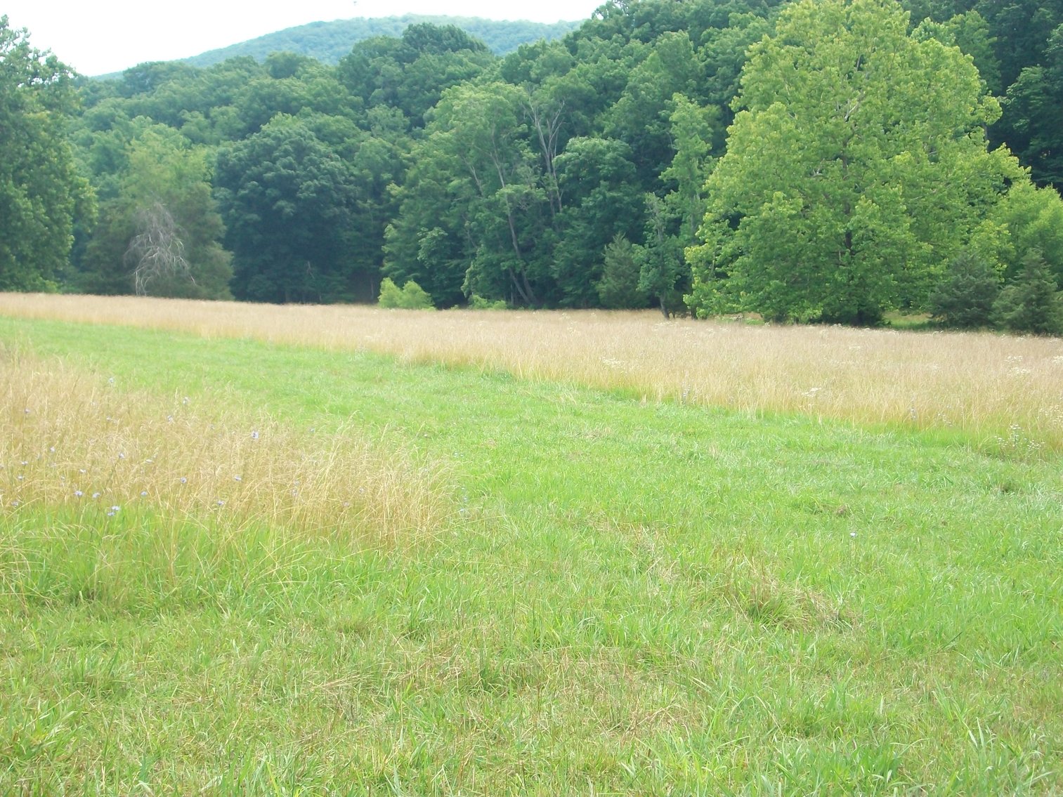 Image for ESTATE OF BOB HOLMBURG AUCTION - RUSTBURG VA