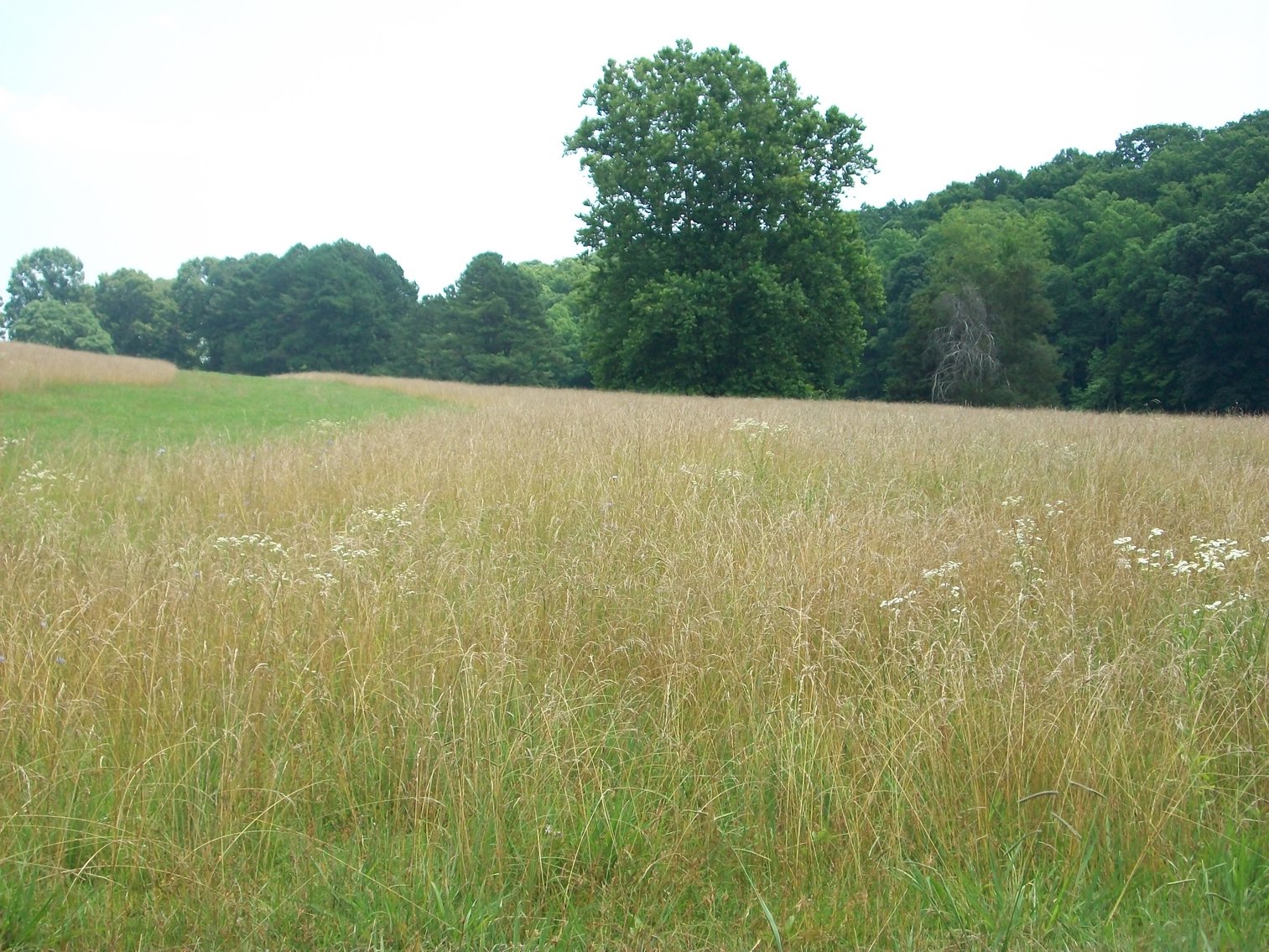 Image for ESTATE OF BOB HOLMBURG AUCTION - RUSTBURG VA