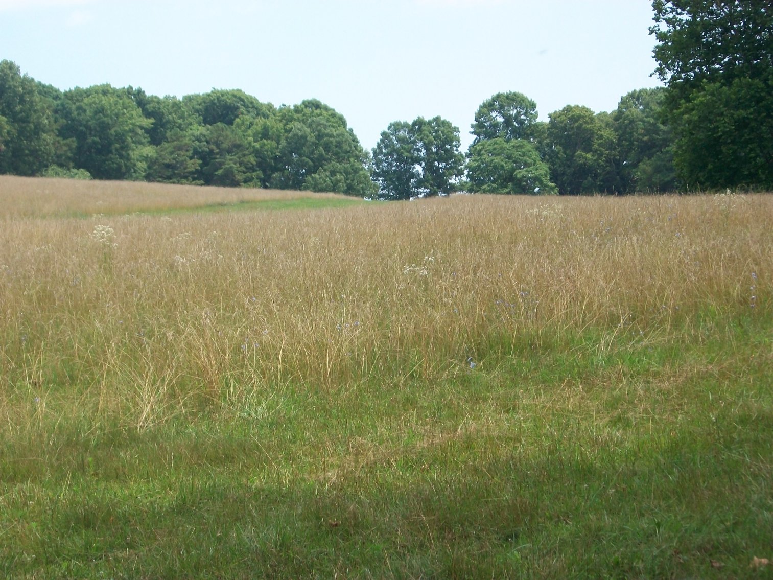 Image for ESTATE OF BOB HOLMBURG AUCTION - RUSTBURG VA