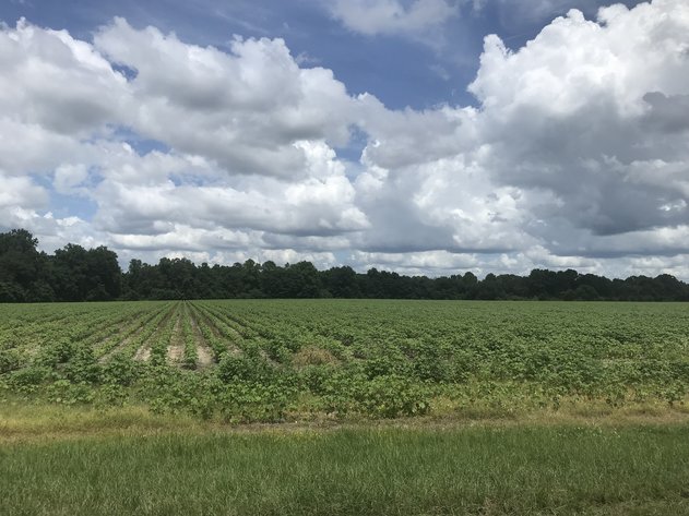 Image for LIVE AUCTION - Thursday, September 16th @ 7:00 P.M.