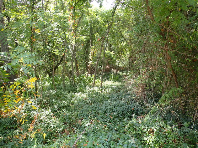 Image for Absolute Real Estate Auction