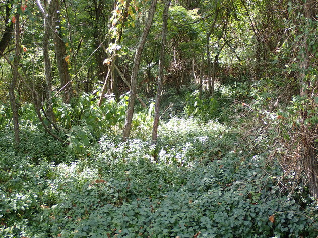 Image for Absolute Real Estate Auction