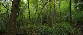 Image for Hocking Hills: Timber - Hunting - Recreation - Business Income Opportunity Oct. 19 ONLINE