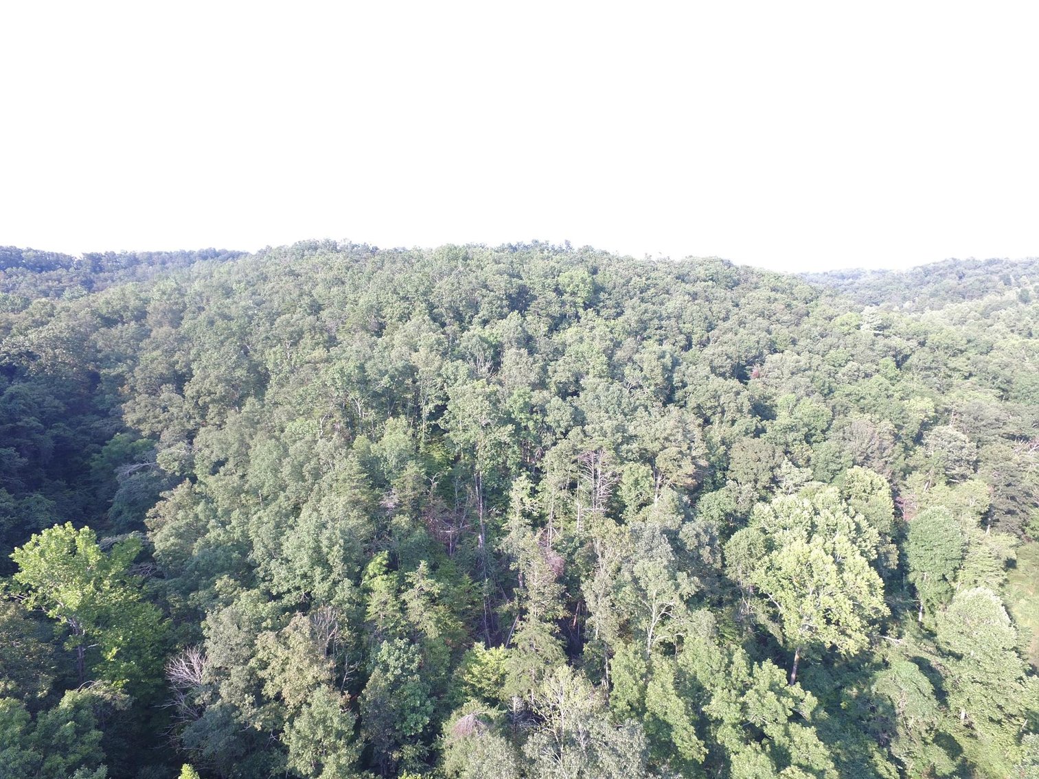 Image for SOLD $101,750 - 75 Acres of Prime Hunting Land SELLING to the HIGHEST BIDDER