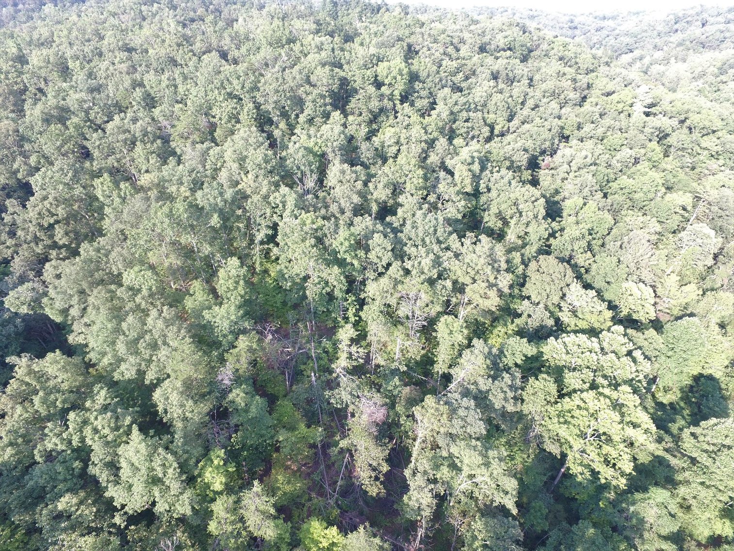 Image for SOLD $101,750 - 75 Acres of Prime Hunting Land SELLING to the HIGHEST BIDDER