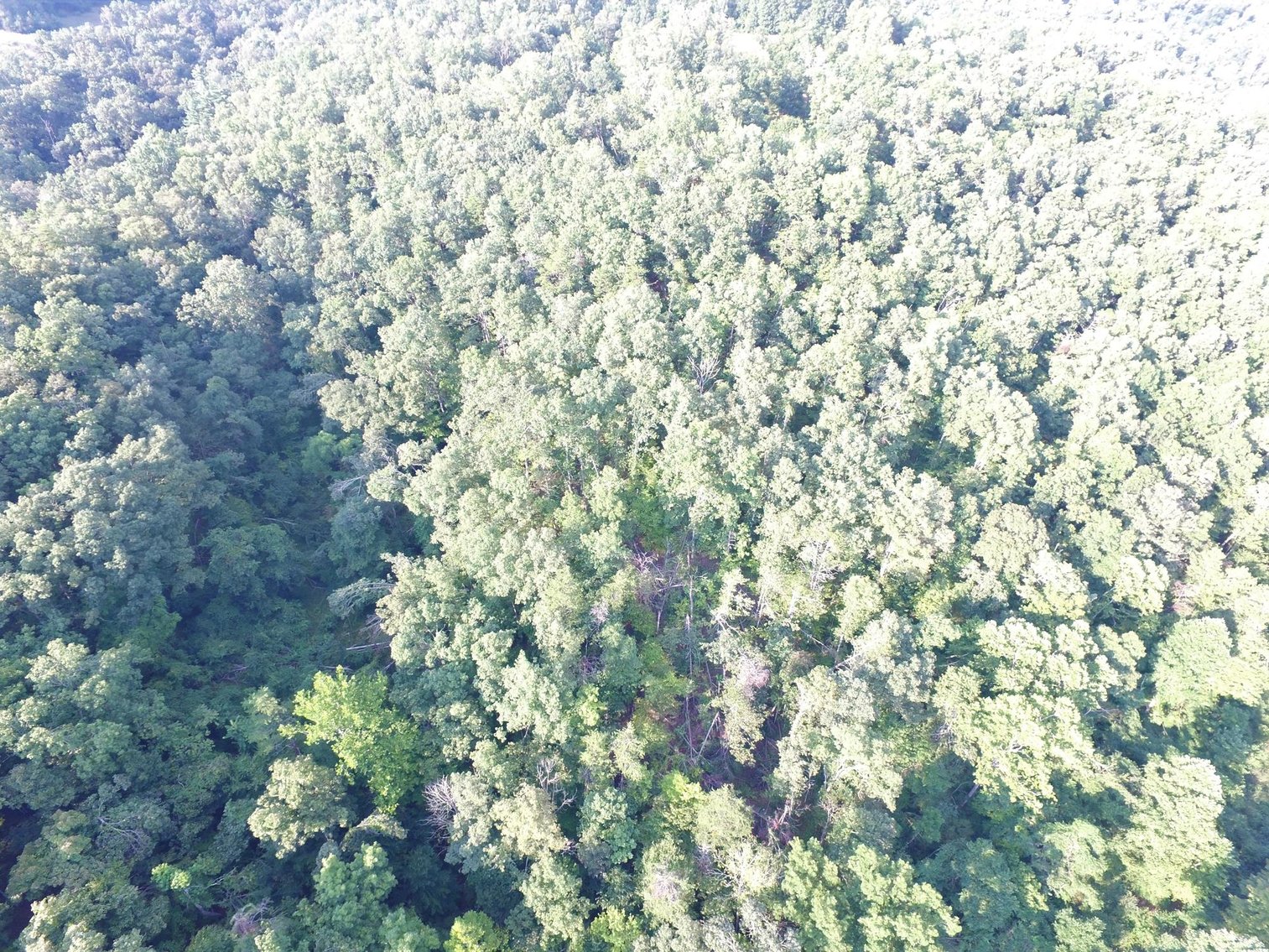 Image for SOLD $101,750 - 75 Acres of Prime Hunting Land SELLING to the HIGHEST BIDDER