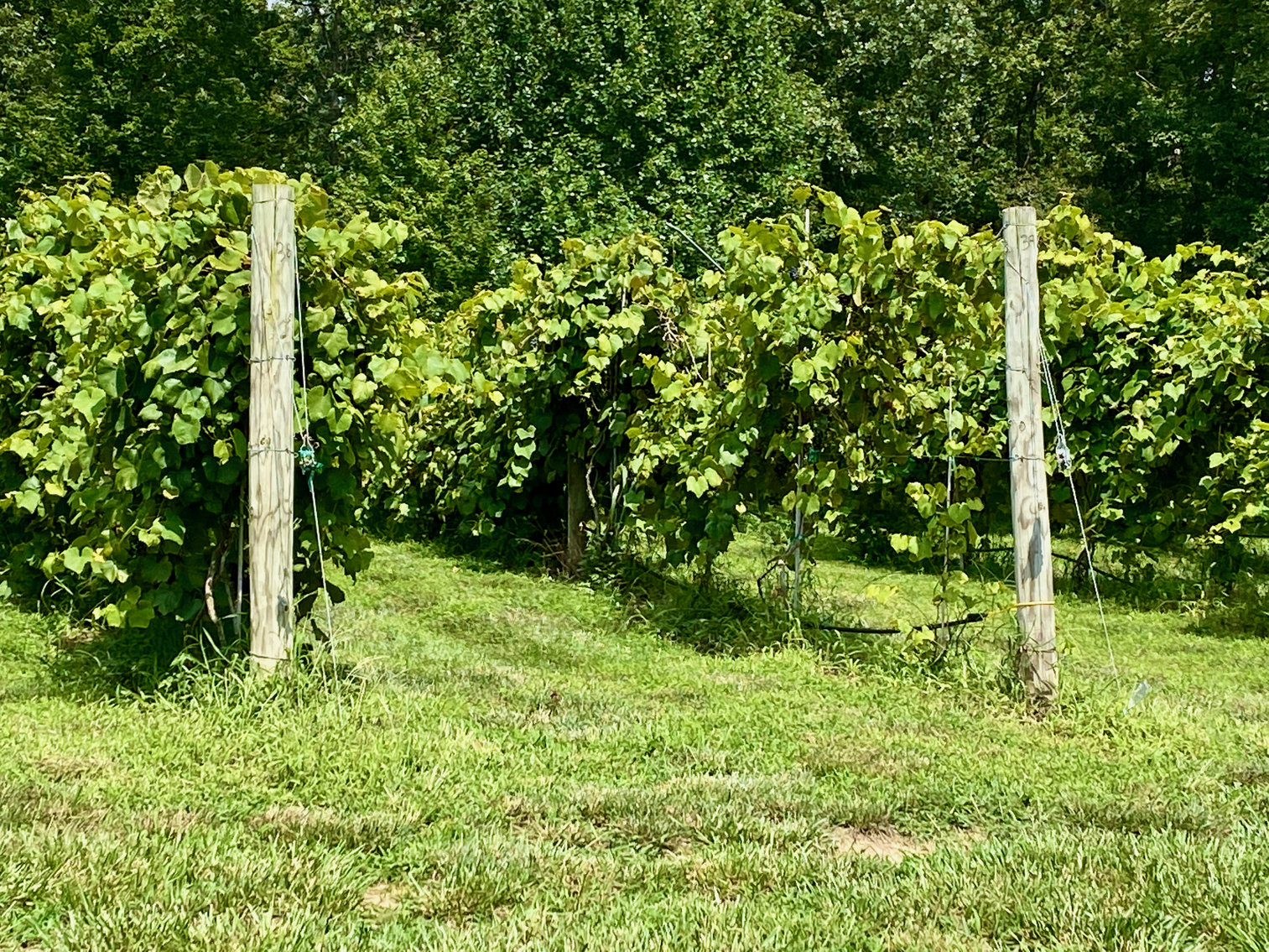 Image for 61.8 +/- Acre Farm/Winery/Vineyard w/Modern Production/Tasting Building in Orange County, VA