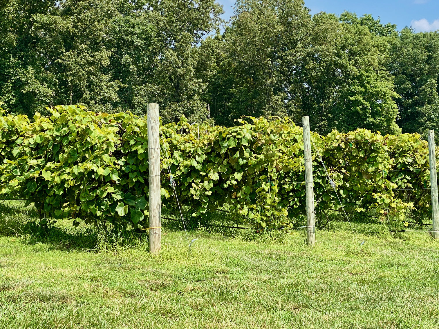 Image for 61.8 +/- Acre Farm/Winery/Vineyard w/Modern Production/Tasting Building in Orange County, VA