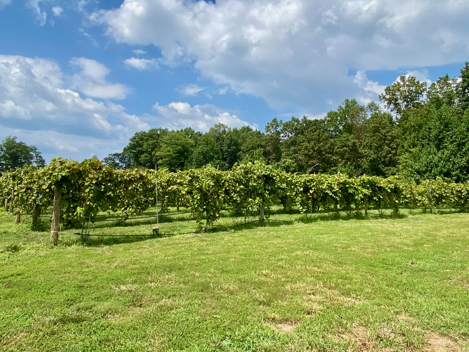 Image for 61.8 +/- Acre Farm/Winery/Vineyard w/Modern Production/Tasting Building in Orange County, VA