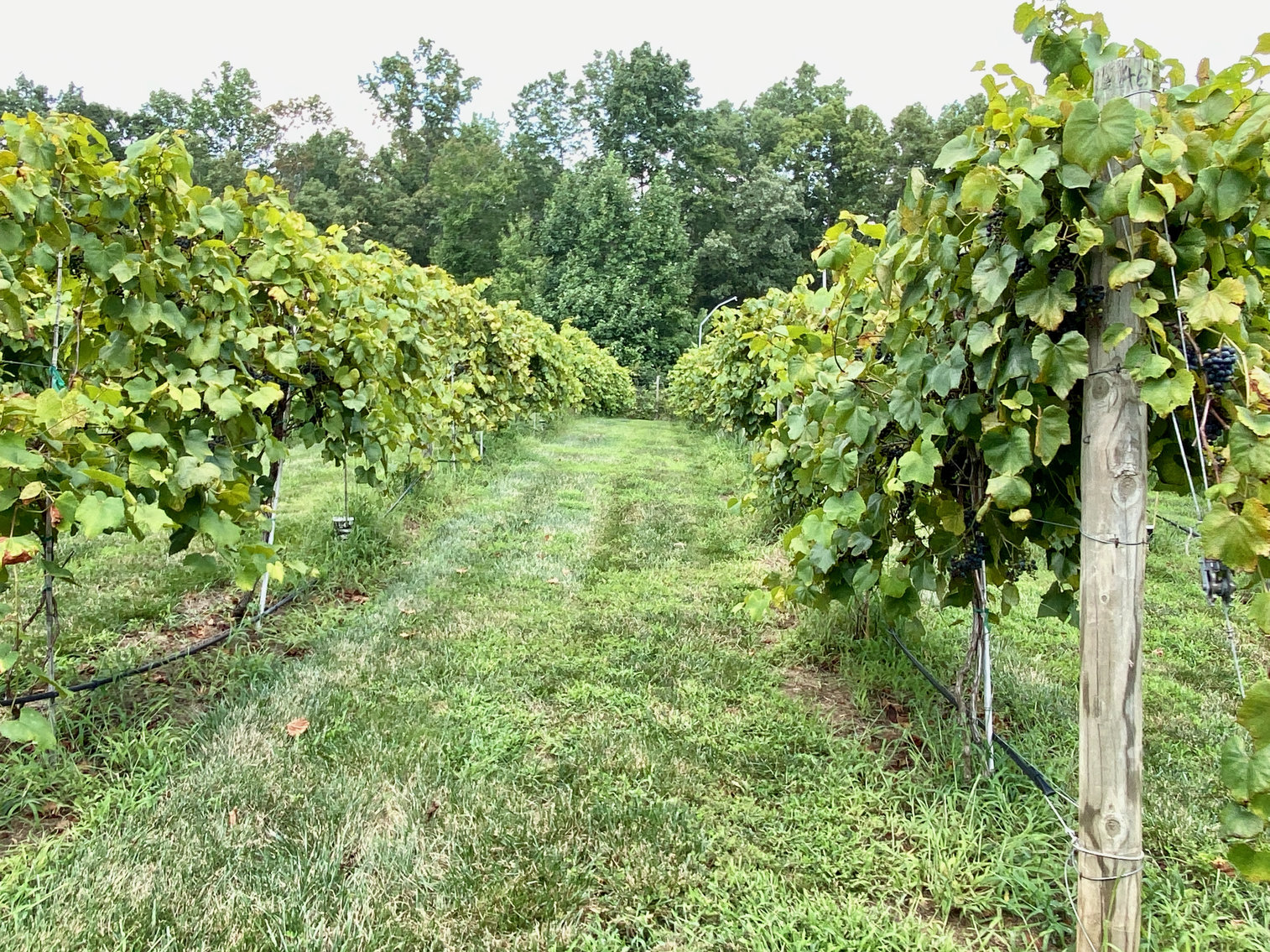 Image for 61.8 +/- Acre Farm/Winery/Vineyard w/Modern Production/Tasting Building in Orange County, VA