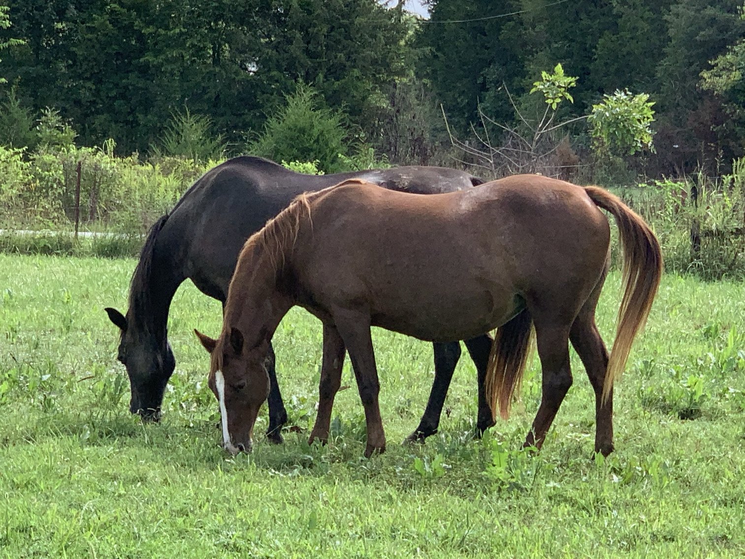 Image for 6235 Cedar Grove Road, Murfreesboro