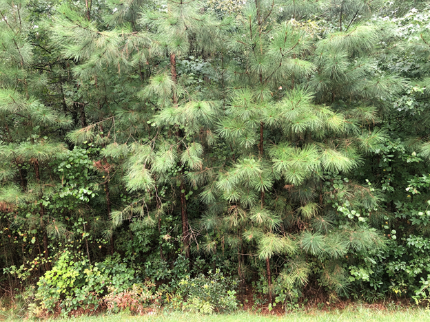 Image for Henrico County, VA Tax Delinquent Real Estate Sale October 12, 2021