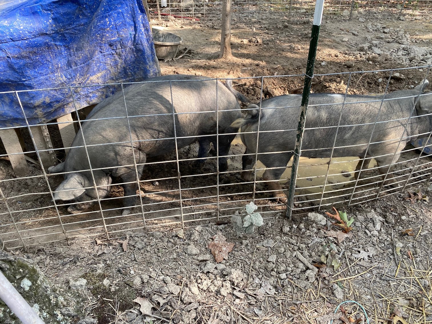 Image for PUBLIC AUCTION -  Monday, oct. 4, 10:00 A.M.