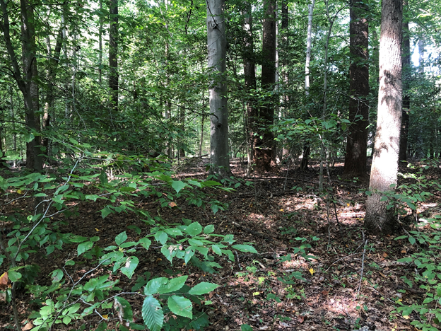 Image for Fairfax County, VA Tax Delinquent Real Estate November 9, 2021