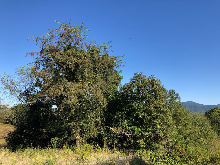 Image for Rockbridge County VA Sale of Tax Delinquent Real Estate 10-26-21