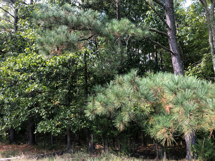 Image for Prince Edward County VA Sale of Tax Delinquent Real Estate