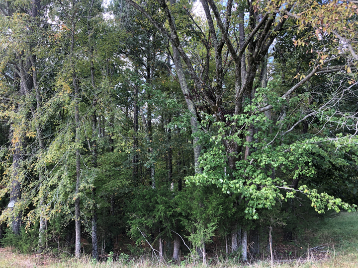 Image for Prince Edward County VA Sale of Tax Delinquent Real Estate