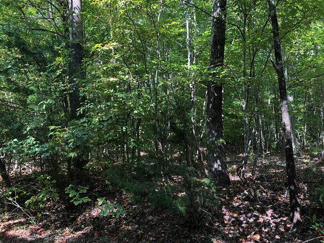 Image for Prince Edward County VA Sale of Tax Delinquent Real Estate