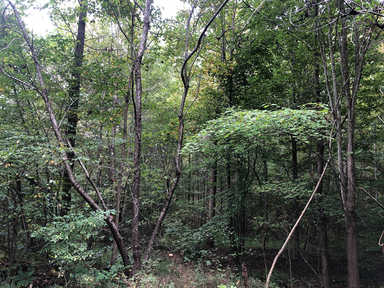 Image for Powhatan County, VA Sale of Tax Delinquent Real Estate