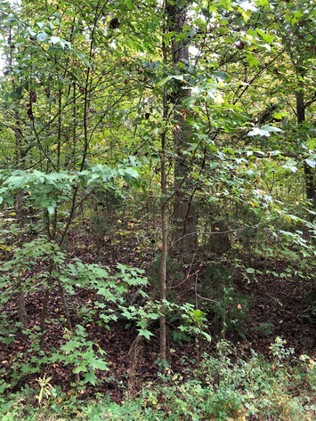 Image for Powhatan County, VA Sale of Tax Delinquent Real Estate