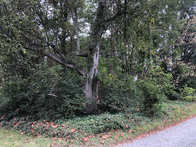 Image for Halifax County VA Sale of Tax Delinquent Real Estate