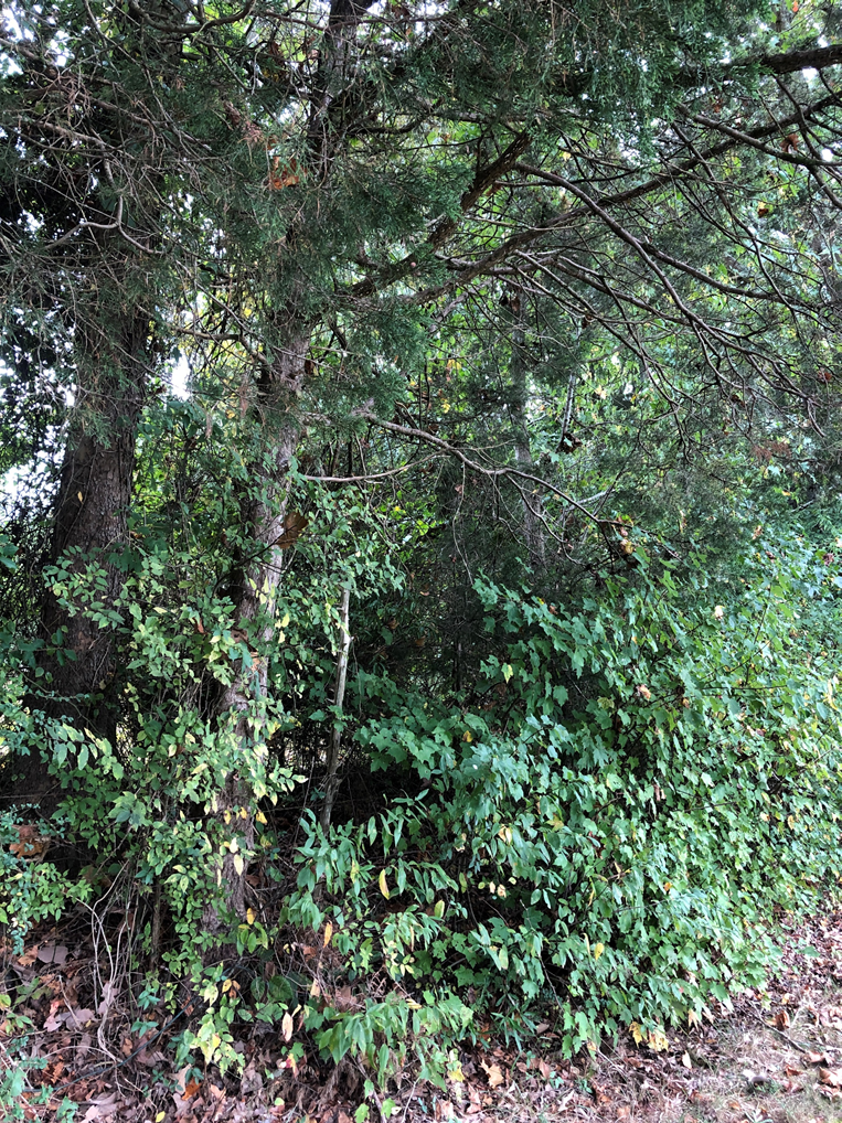 Image for Powhatan County, VA Sale of Tax Delinquent Real Estate