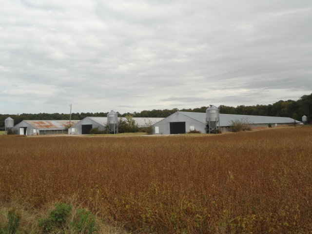 Image for Real Estate Auction - Poultry Farm