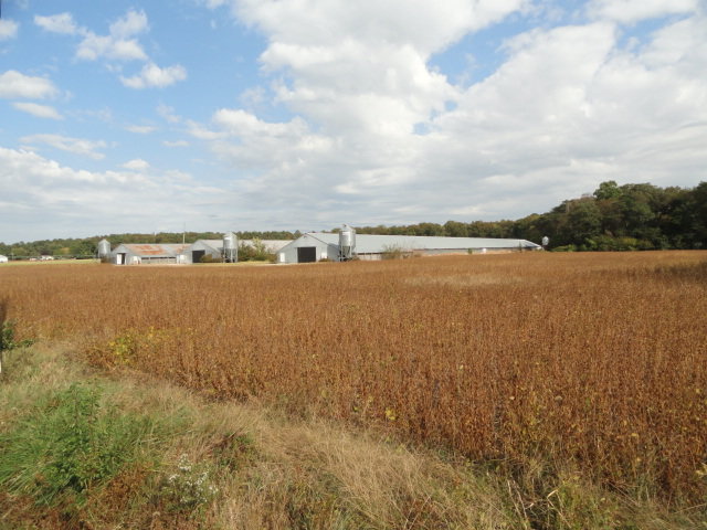 Image for Real Estate Auction - Poultry Farm