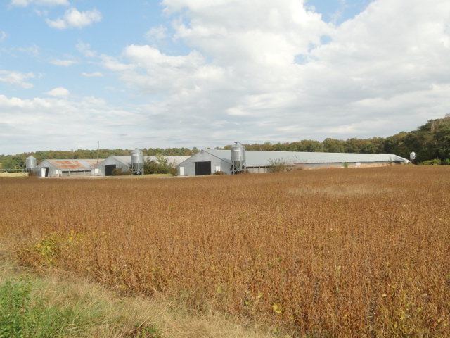 Image for Real Estate Auction - Poultry Farm