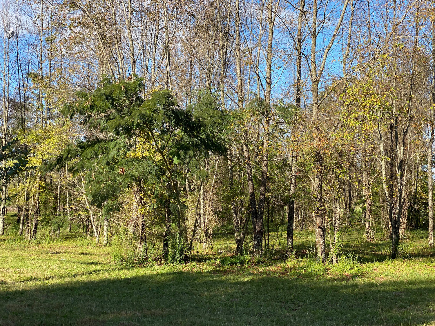 Image for Bradyville Pike, Murfreesboro