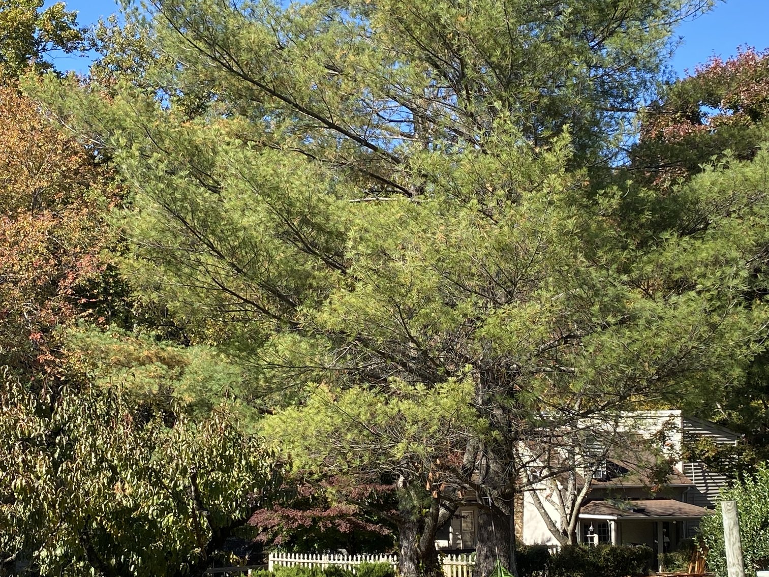 Image for Historic Charlottesville Mountain Home on 48 +/- AC - 2,204 SF - 2326 Stillhouse Creek Rd, Afton VA 22920