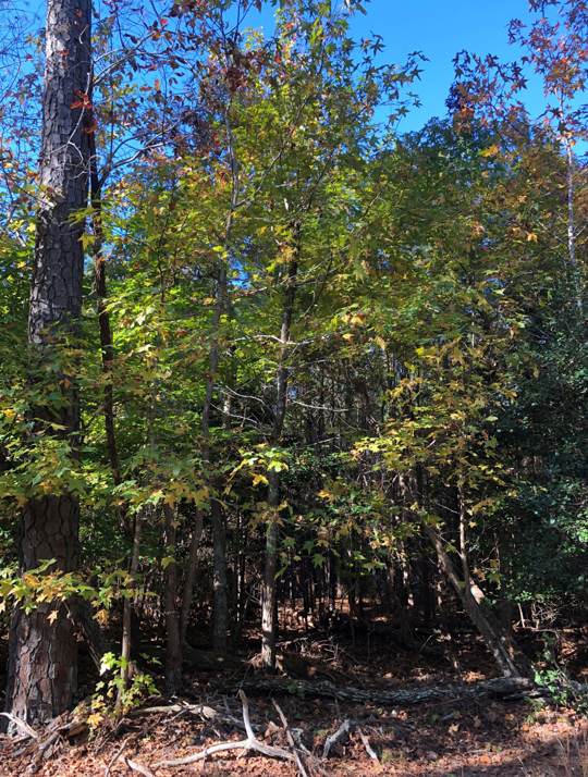 Image for James City County, VA Tax Delinquent Real Estate Sale