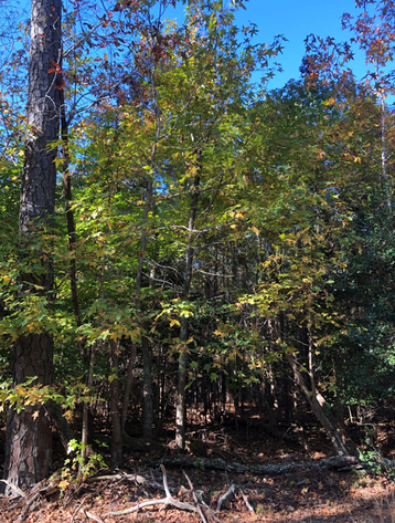 Image for James City County, VA Tax Delinquent Real Estate Sale