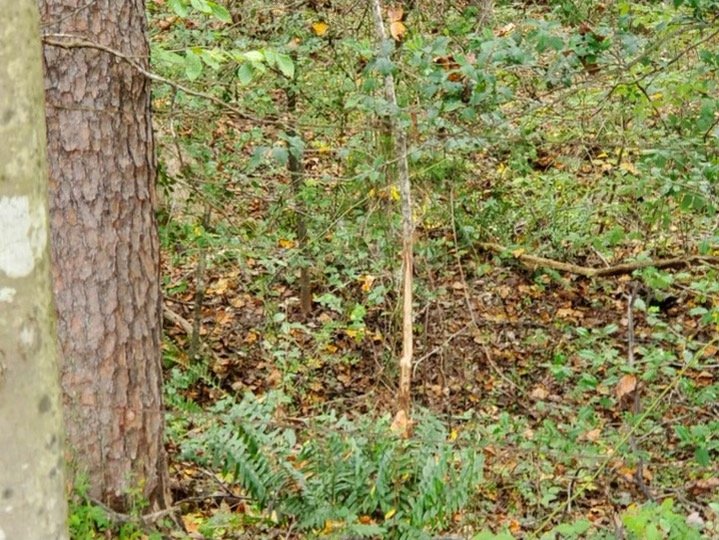 Image for Parcel 1, 2, & 3 of Vacant Land Offered In Their Entirety in Greene County, VA--SELLING to the HIGHEST BIDDER via ONLINE ONLY BIDDING