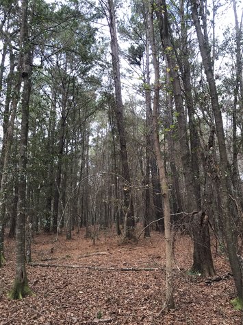 Image for ONLINE AUCTION - Thursday, Janaury 27th