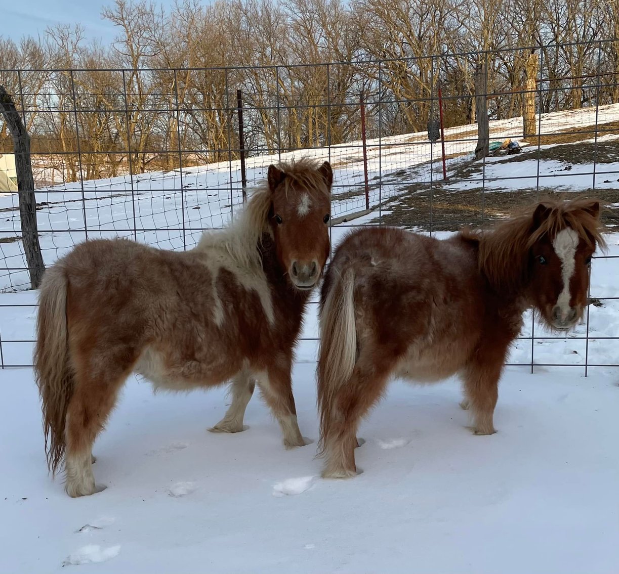 Donkey's Horse Sale Clarinda, Iowa January 15th