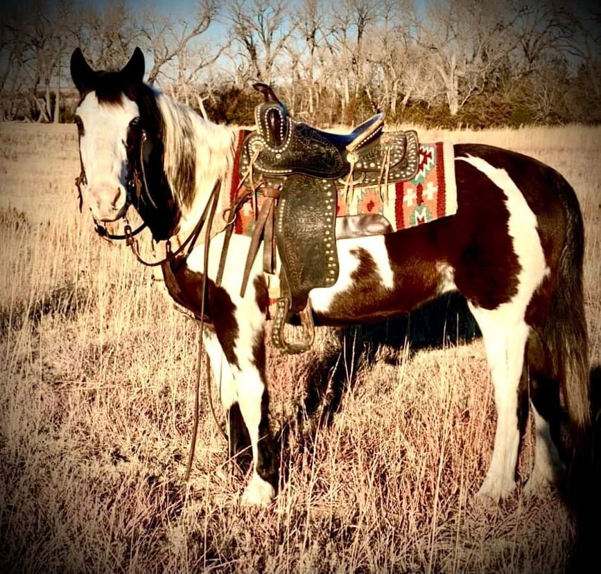 Donkey's Horse Sale Clarinda, Iowa January 15th
