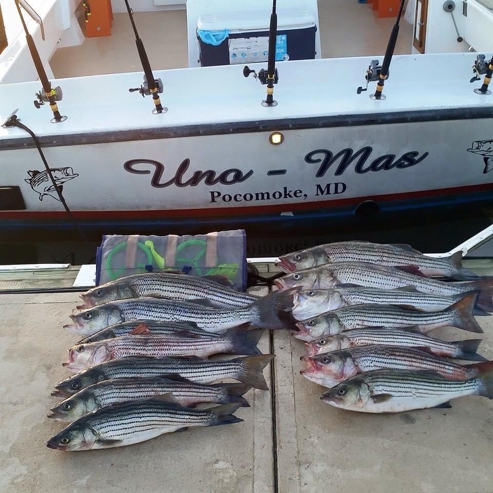 Image for Clam Jam & BBQ Benefit for Tom Wall