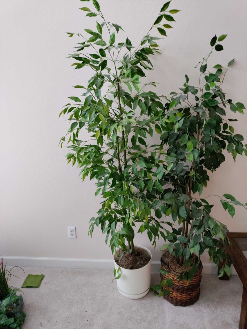 Image for Luxury Home Furnishings, Furniture, Glassware, Art, Collectibles, Appliances, Garage Items (Walnut Creek)