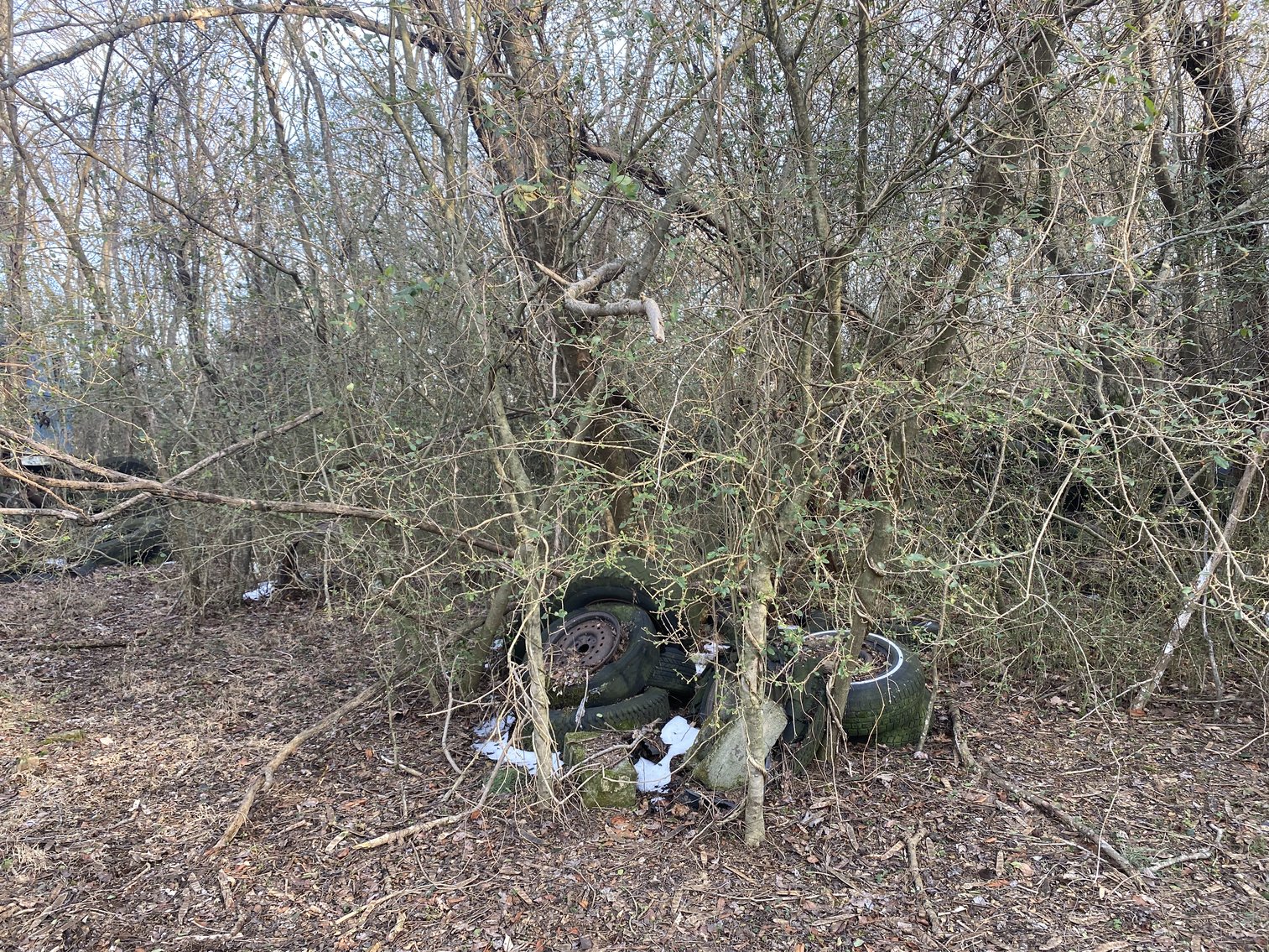 Image for Real Estate Auction - 23± Acres in Dobson, NC