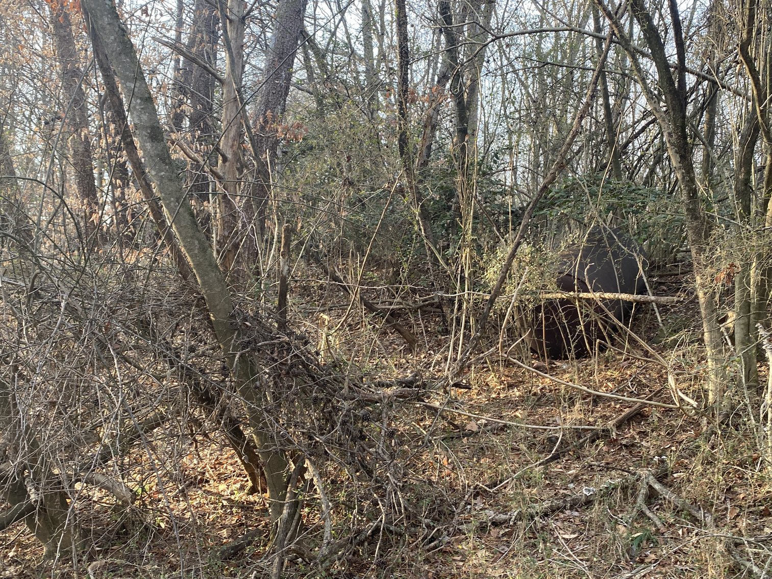 Image for Real Estate Auction - 23± Acres in Dobson, NC