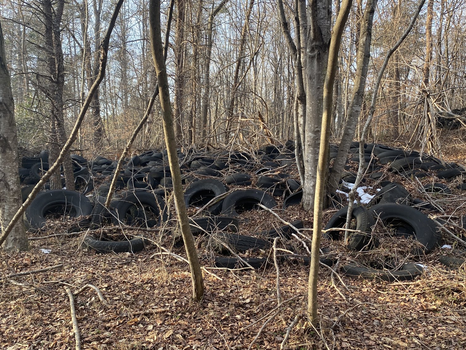 Image for Real Estate Auction - 23± Acres in Dobson, NC