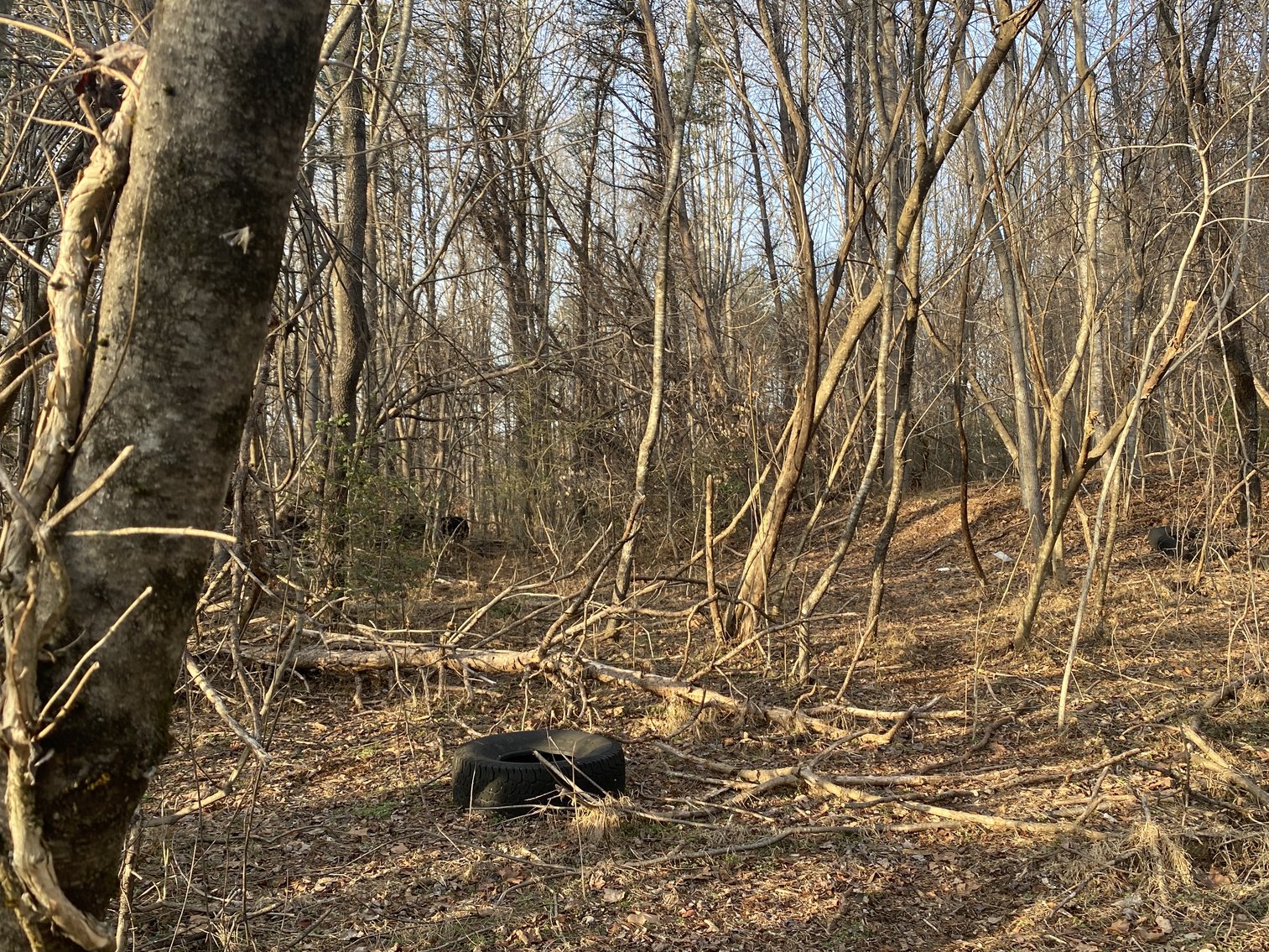 Image for Real Estate Auction - 23± Acres in Dobson, NC