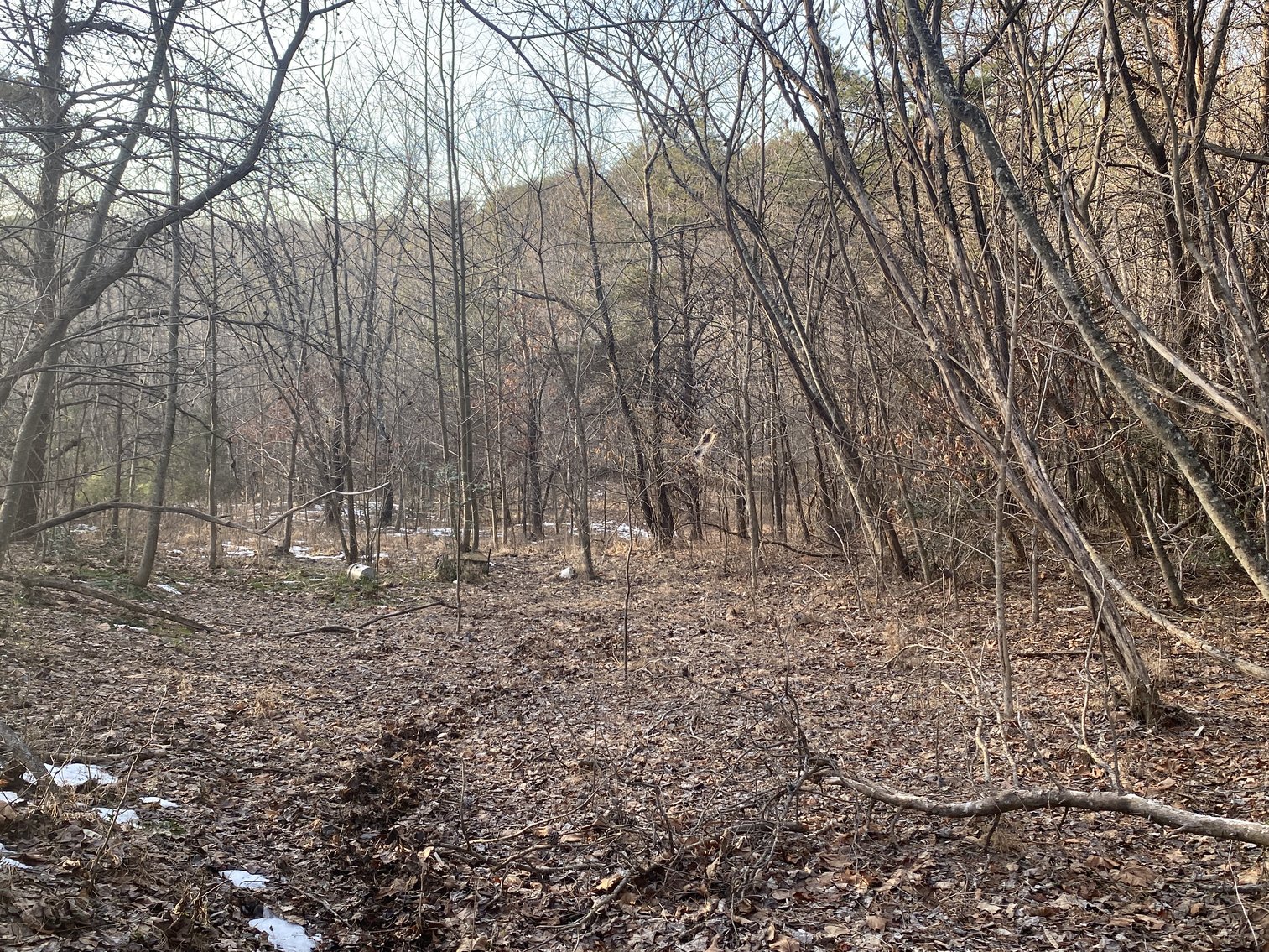 Image for Real Estate Auction - 23± Acres in Dobson, NC