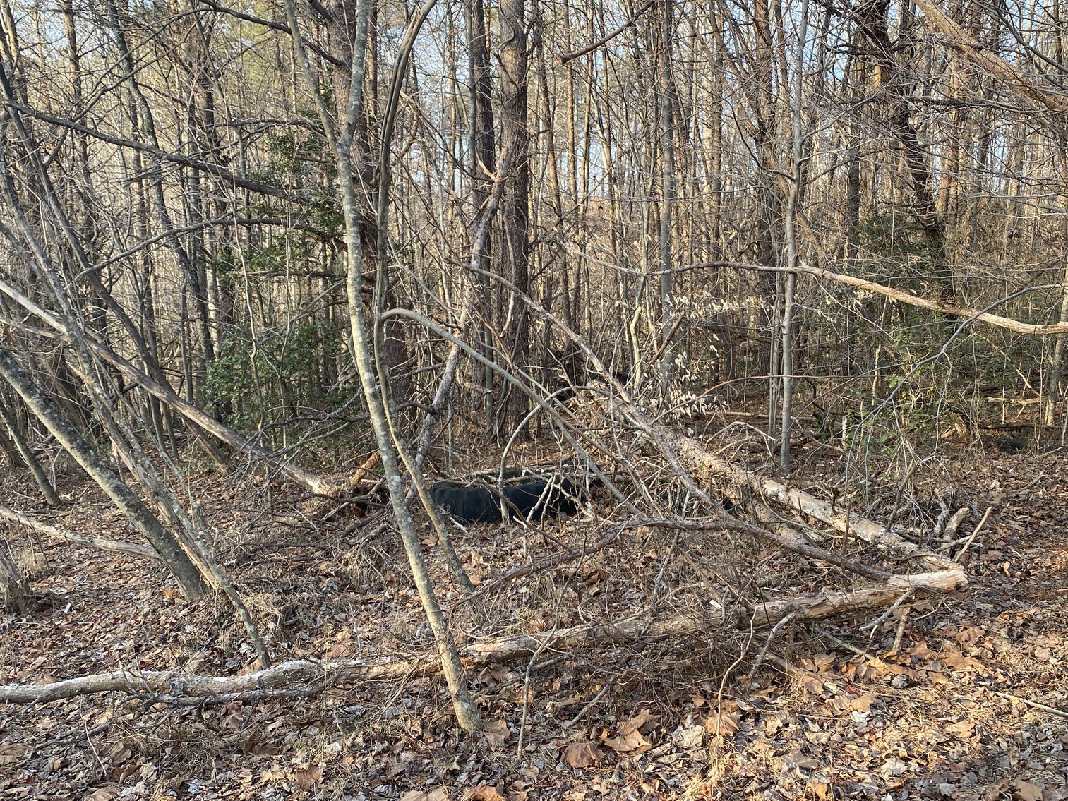 Image for Real Estate Auction - 23± Acres in Dobson, NC